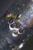 Horse-chestnut Scale - Photo (c) Les, some rights reserved (CC BY-NC-ND)