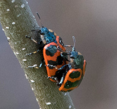 Chrysomela interrupta