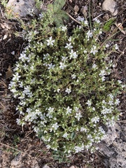Arenaria erinacea