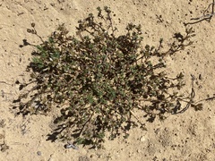 Arenaria vitoriana