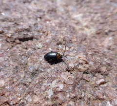 Disonycha triangularis