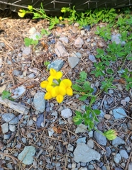 Lotus corniculatus