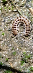 Chamberlinius hualienensis