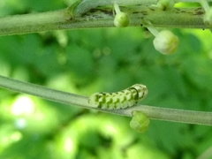 Celastrina neglectamajor