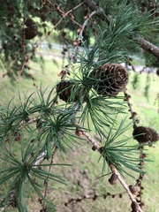 Larix decidua