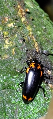 Encaustes cruenta formosana