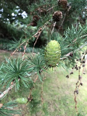 Larix decidua