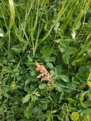 Rumex acetosa