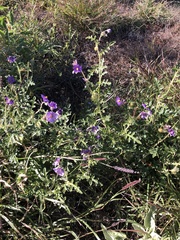 Solanum diversiflorum