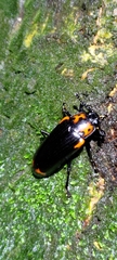 Encaustes cruenta formosana