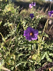 Solanum diversiflorum