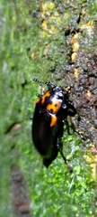 Encaustes cruenta formosana