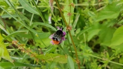 Bombus lapidarius