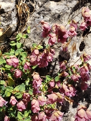 Origanum libanoticum
