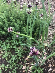 Allium proliferum
