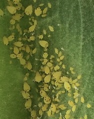 Aphis verbasci