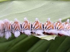 Neopreptos marathusa