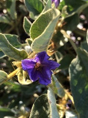 Solanum phlomoides