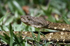 Bothrops taeniatus