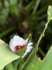 Neopreptos marathusa