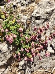 Origanum libanoticum