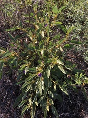 Solanum phlomoides