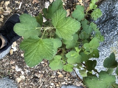 Ribes indecorum