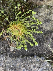 Mononeuria groenlandica