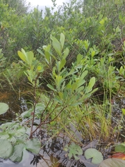 Myrica
