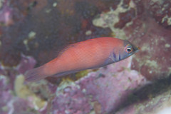 Pseudocheilinus evanidus