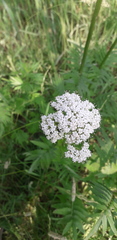 Valeriana officinalis