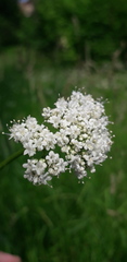 Valeriana officinalis