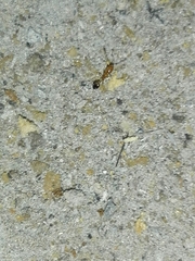 Trichomyrmex destructor