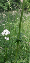 Valeriana officinalis