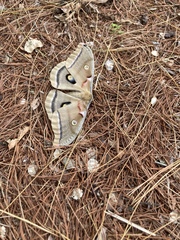 Antheraea polyphemus