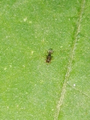 Tetramorium walshi