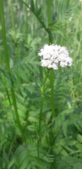 Valeriana officinalis