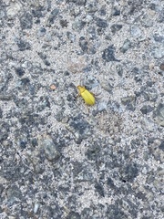 Cteniopus sulphureus
