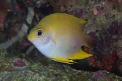 Amblyglyphidodon aureus