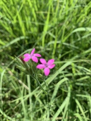 Dianthus armeria