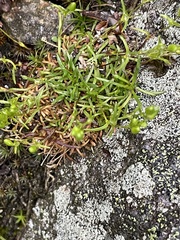 Mononeuria groenlandica