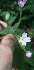 Epilobium montanum