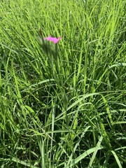 Dianthus armeria