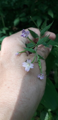 Epilobium montanum