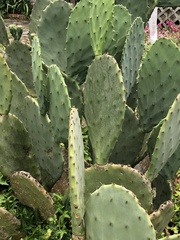 Opuntia tunoidea