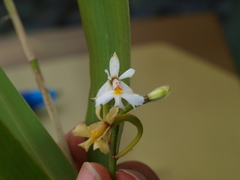 Epidendrum blepharistes
