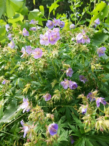 Geranium pratense