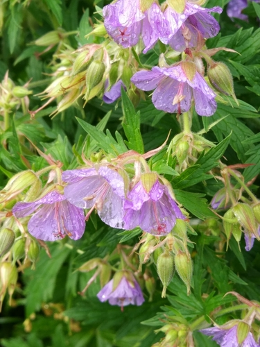 Geranium pratense