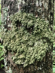 Punctelia appalachensis