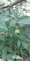 Euonymus verrucosus